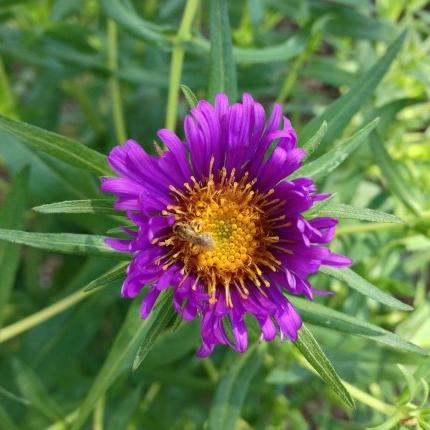 新英格兰紫菀